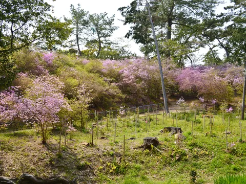 廣田神社 3