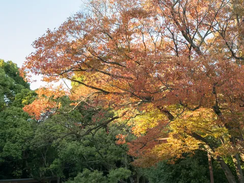 明治神宮