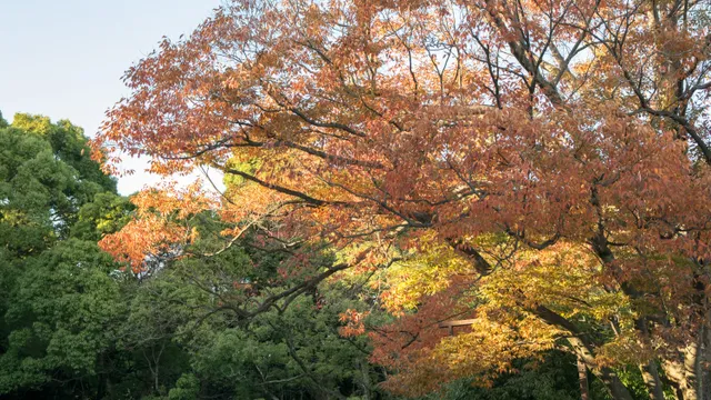 明治神宮