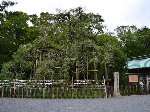 三嶋大社 3