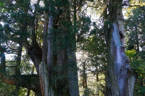 八坂神社